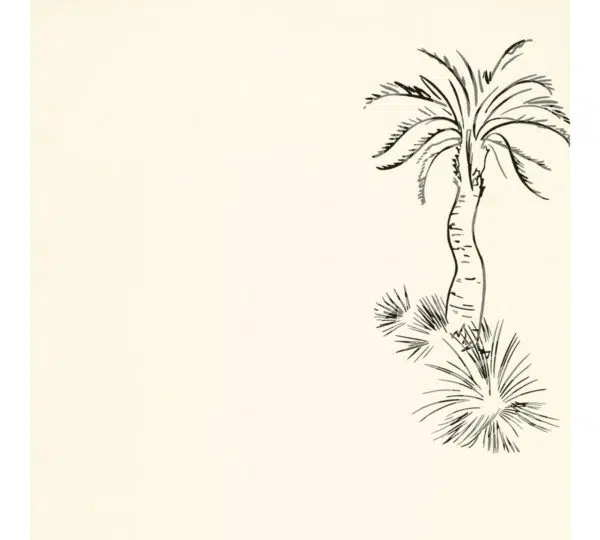 Lighthouse palm - Stillorgan Decor