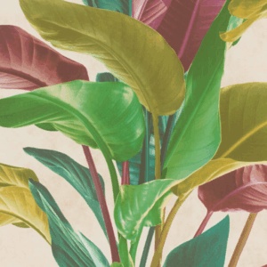 jungla - Stillorgan Decor